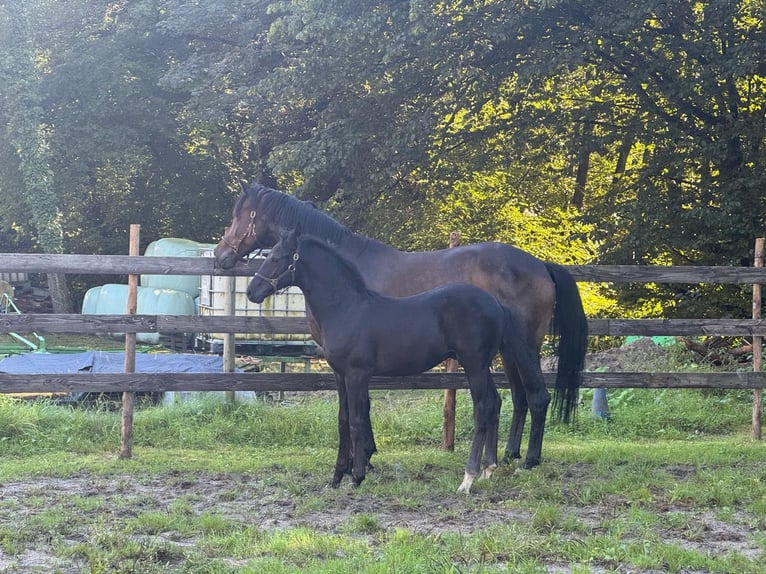 Oldenburg Stallion Foal (05/2025) 16,3 hh Black in Lahr/Schwarzwald