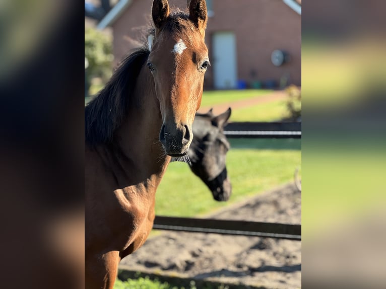 Oldenburg Stallion Foal (03/2025) 16,3 hh Brown in Gro&#xDF;efehn Bagband