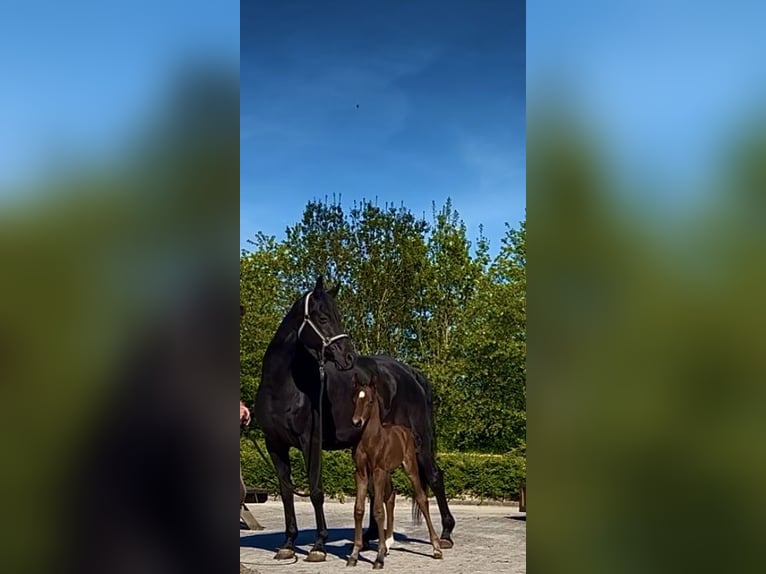 Oldenburg Stallion Foal (04/2025) 16,3 hh Brown in Rosdorf