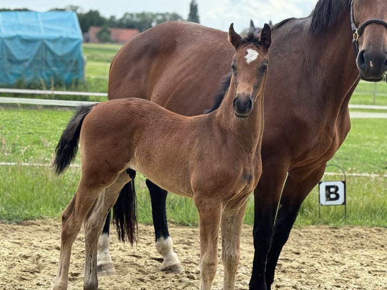 Oldenburg Stallion  16,3 hh Brown in Neuenkirchen