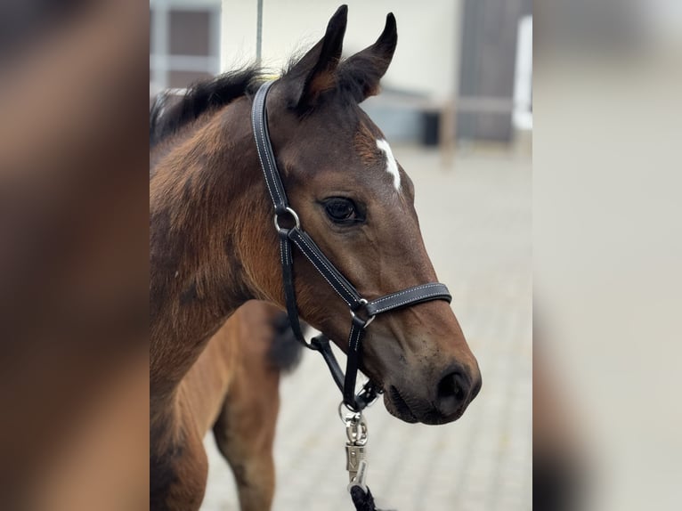 Oldenburg Stallion Foal (04/2025) 16,3 hh Brown in Neuenkirchen