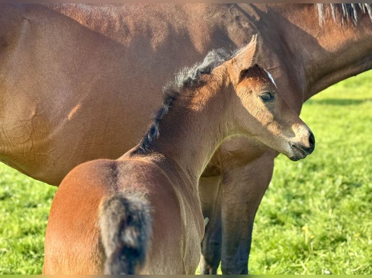 Oldenburg Stallion  16,3 hh Brown in Neuenkirchen