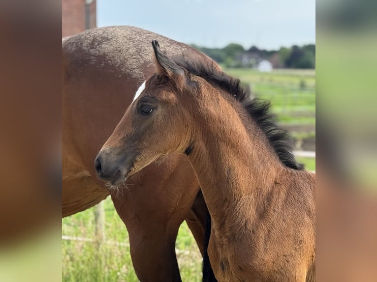 Oldenburg Stallion  16,3 hh Brown in Neuenkirchen