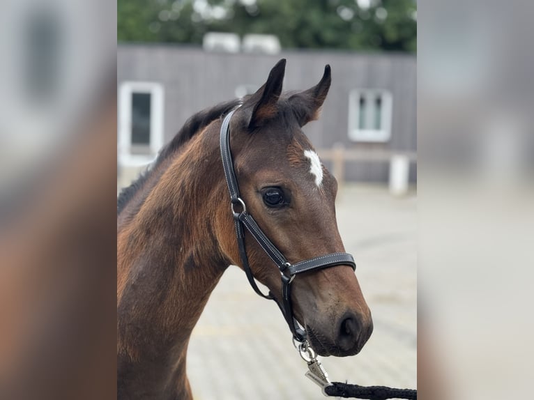 Oldenburg Stallion Foal (04/2025) 16,3 hh Brown in Neuenkirchen