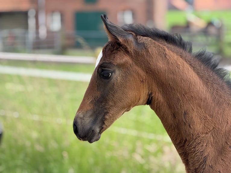Oldenburg Stallion  16,3 hh Brown in Neuenkirchen