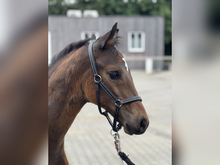 Oldenburg Stallion Foal (04/2025) 16,3 hh Brown in Neuenkirchen