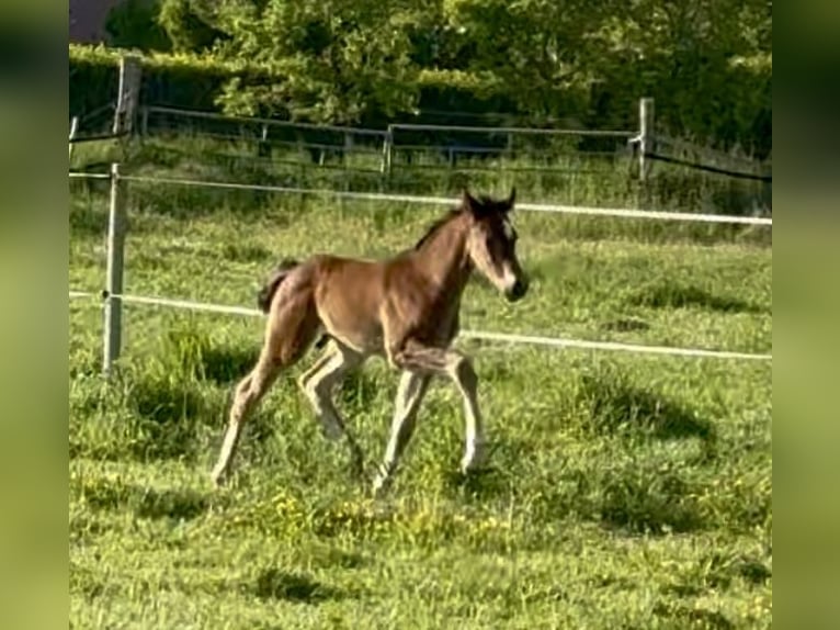 Oldenburg Stallion  16,3 hh Brown in Neuenkirchen