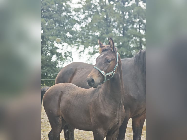 Oldenburg Stallion Foal (04/2025) 16,3 hh Brown in Gro&#xDF;efehn Bagband