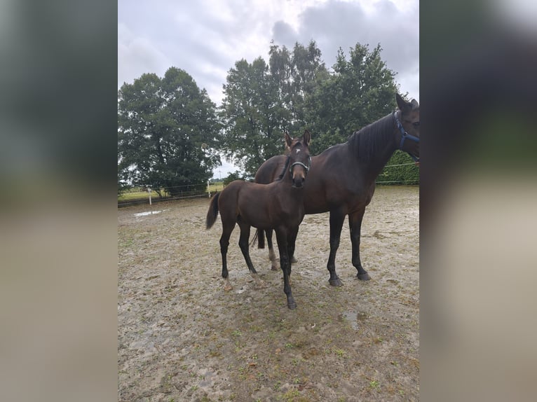 Oldenburg Stallion Foal (04/2025) 16,3 hh Brown in Gro&#xDF;efehn Bagband