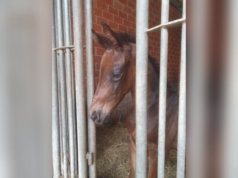 Oldenburg Stallion  17 hh Bay-Dark in Vechta