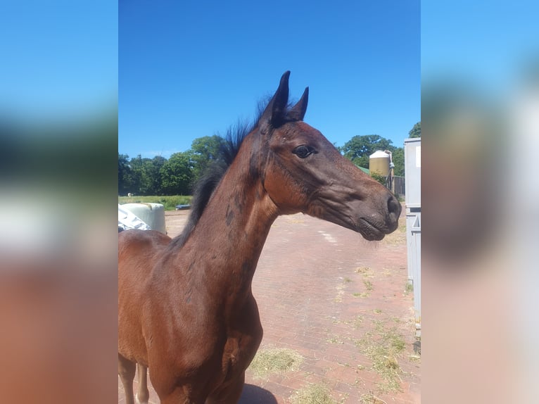 Oldenburg Stallion Foal (04/2025) 17 hh Bay-Dark in Vechta