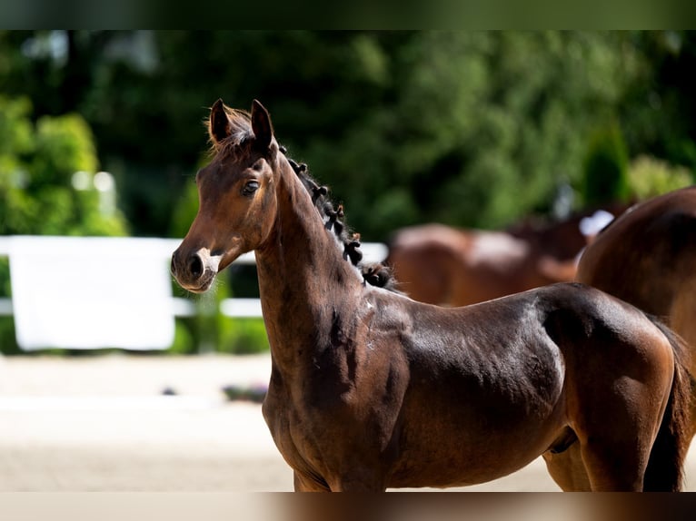 Oldenburg Stallion Foal (03/2024) 17 hh Bay-Dark in wysin