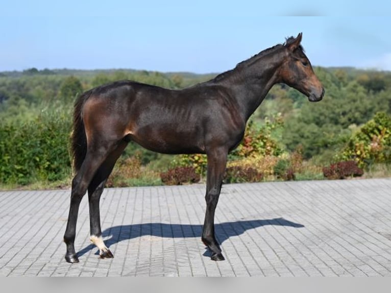 Oldenburg Stallion Foal (03/2024) 17 hh Bay-Dark in wysin