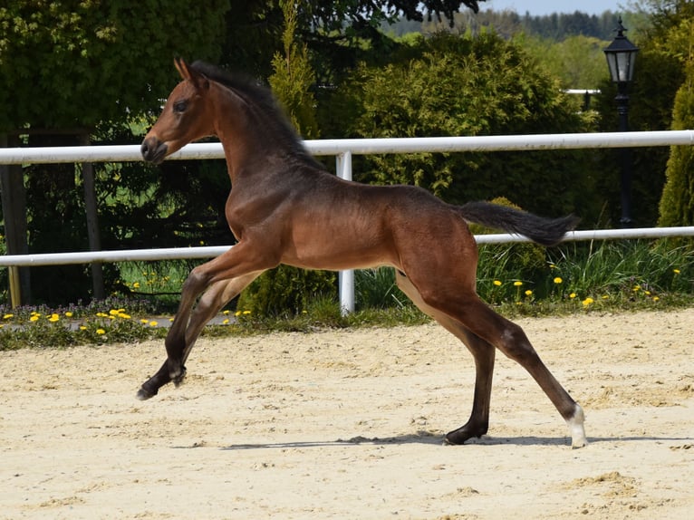 Oldenburg Stallion Foal (03/2024) 17 hh Bay-Dark in wysin