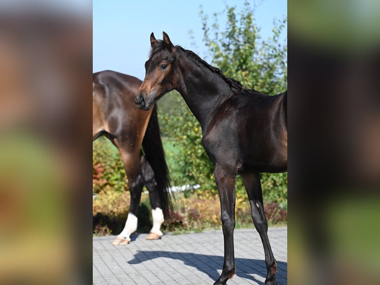 Oldenburg Stallion Foal (03/2024) 17 hh Bay-Dark in wysin