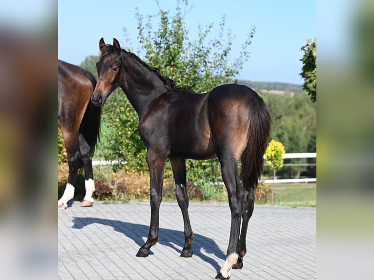 Oldenburg Stallion Foal (03/2024) 17 hh Bay-Dark in wysin