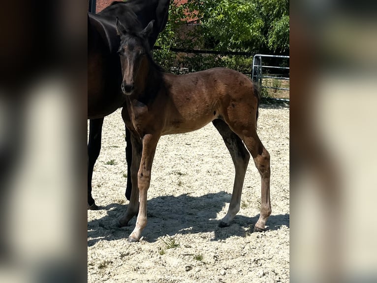 Oldenburg Stallion Foal (06/2026) 17 hh Black in Alpen