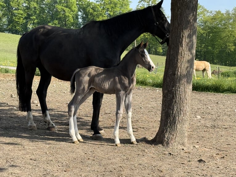 Oldenburg Stallion  17 hh Black in Berg