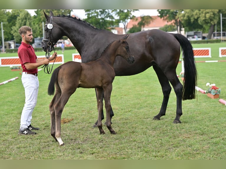 Oldenburg Stallion Foal (06/2025) 17 hh Black in L&#xF6;wenberger Land