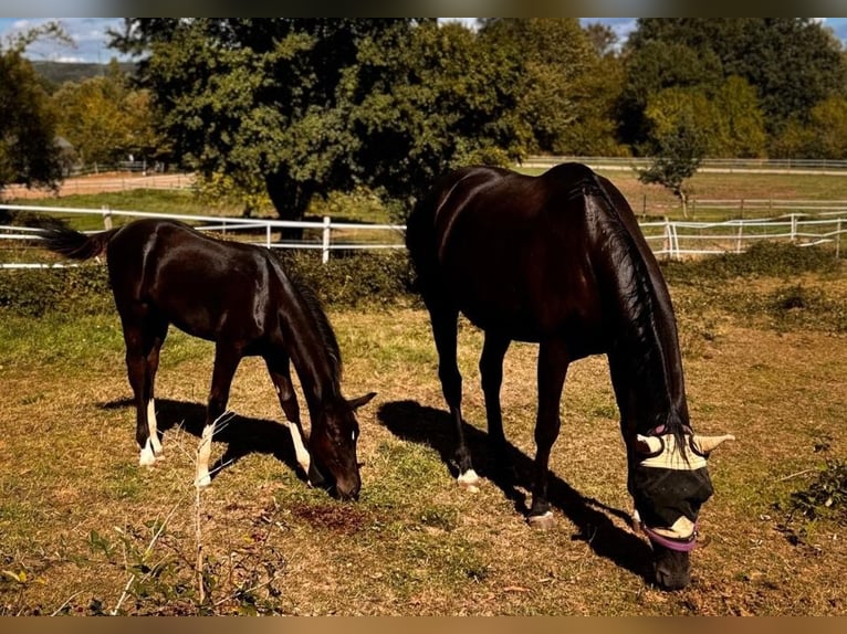 Oldenburg Stallion Foal (05/2026) 17 hh Black in Konz