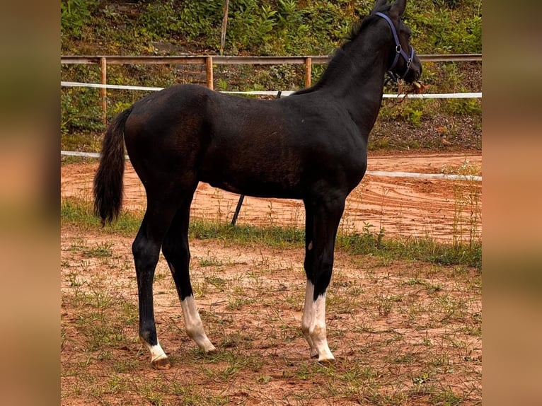 Oldenburg Stallion Foal (05/2026) 17 hh Black in Konz