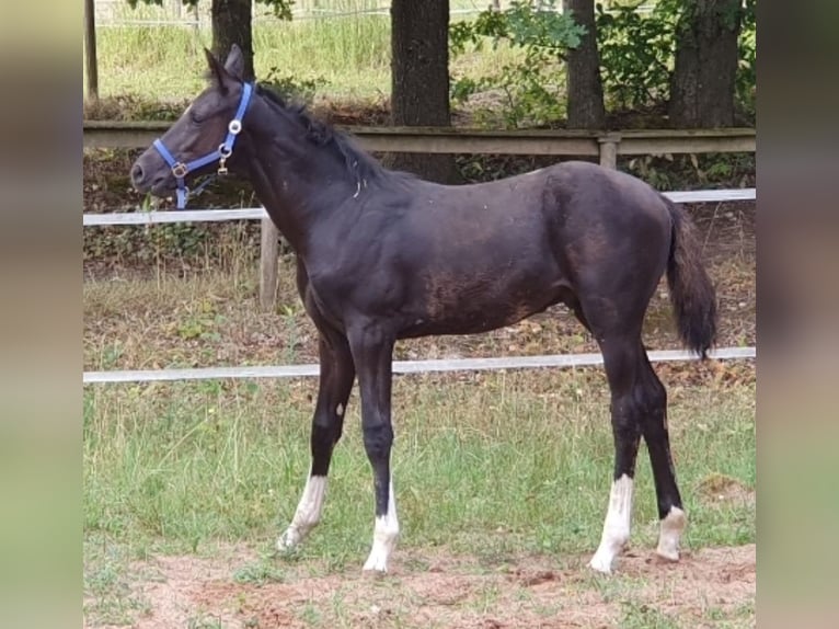Oldenburg Stallion Foal (05/2026) 17 hh Black in Konz