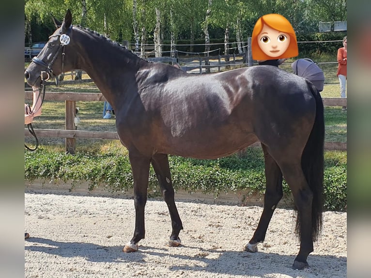 Oldenburg Stallion Foal (05/2026) 17 hh Black in Konz