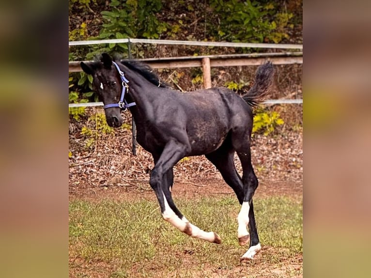 Oldenburg Stallion Foal (05/2026) 17 hh Black in Konz