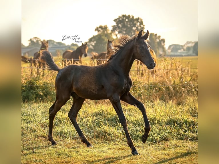 Oldenburg Stallion Foal (05/2025) 17 hh Black in Heeten