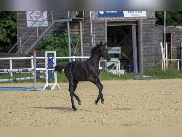 Oldenburg Stallion Foal (03/2024) 17 hh Black in Siegen