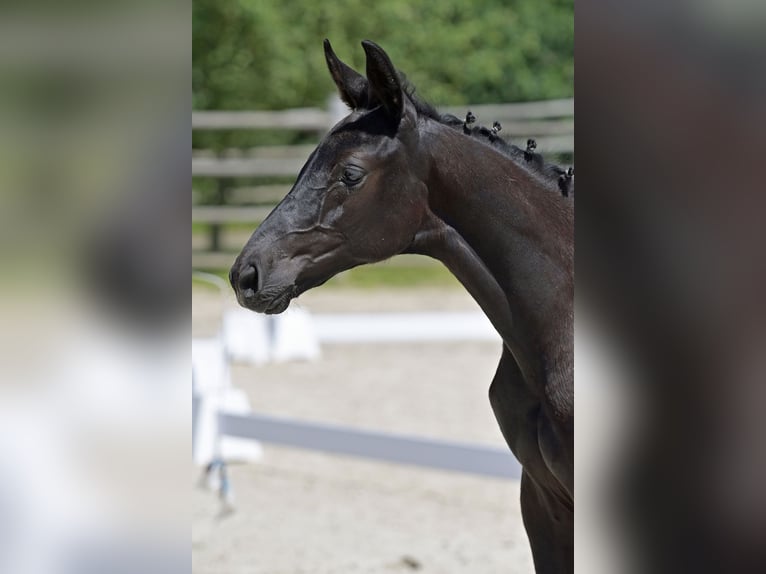 Oldenburg Stallion Foal (03/2024) 17 hh Black in Siegen