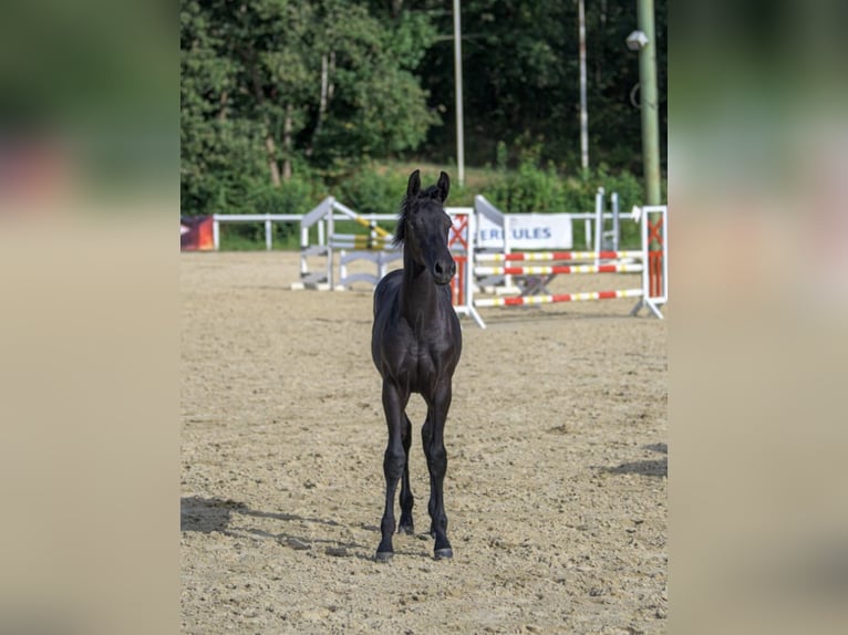 Oldenburg Stallion Foal (03/2024) 17 hh Black in Siegen