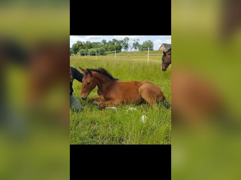 Oldenburg Stallion Foal (02/2025) 17 hh Brown in Herzhorn