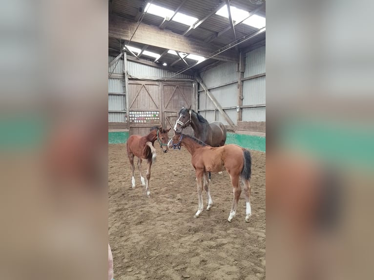 Oldenburg Stallion Foal (02/2025) 17 hh Brown in Herzhorn
