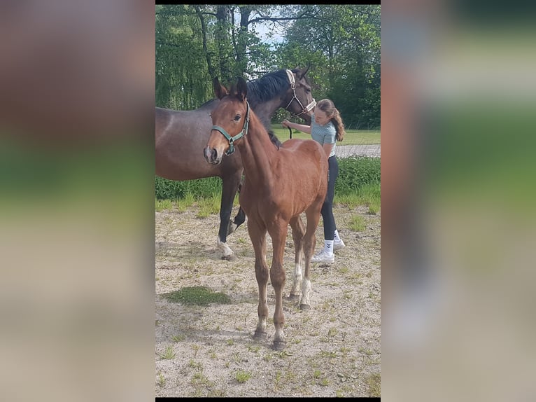 Oldenburg Stallion Foal (02/2025) 17 hh Brown in Herzhorn