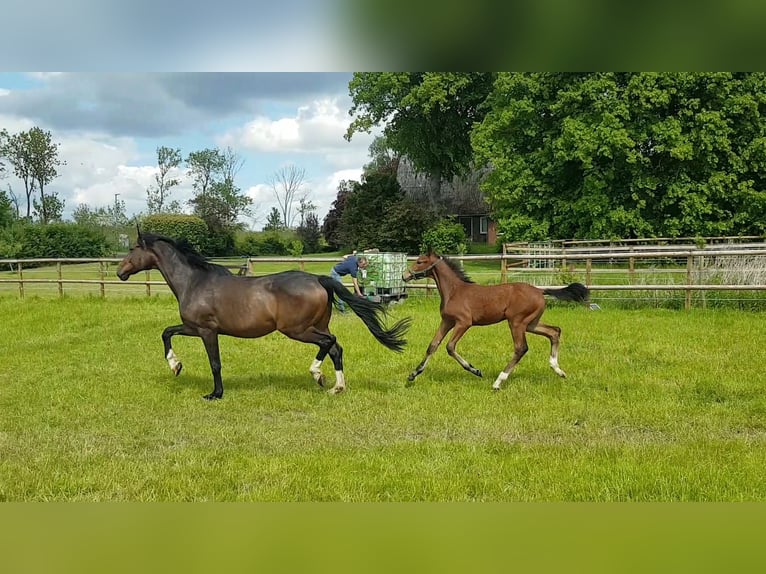 Oldenburg Stallion Foal (02/2025) 17 hh Brown in Herzhorn