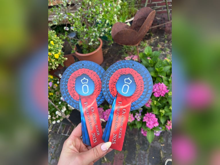 Oldenburg Stallion  17 hh Brown in Westerstede