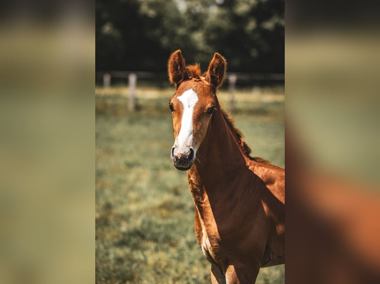 Oldenburg Stallion  17 hh Chestnut in Bad Grund