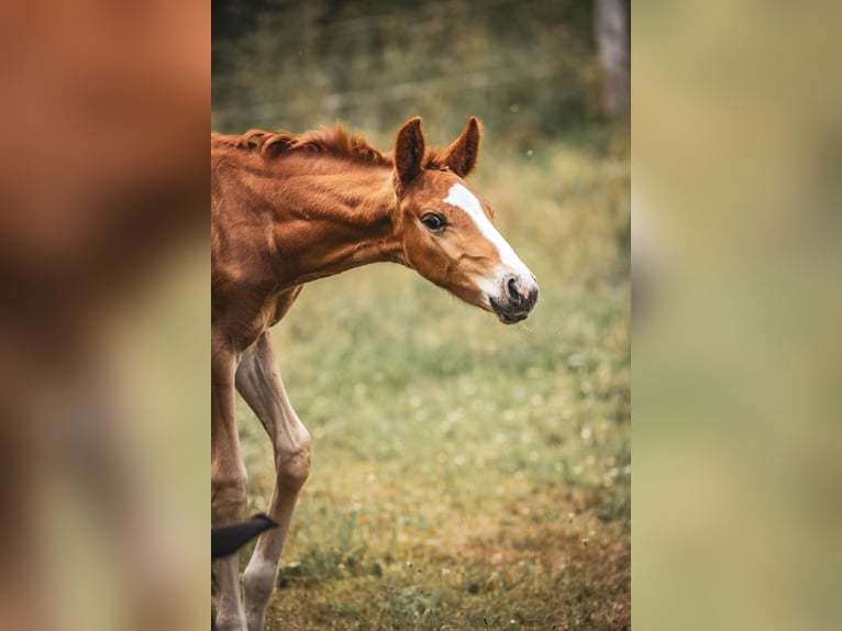 Oldenburg Stallion  17 hh Chestnut in Bad Grund
