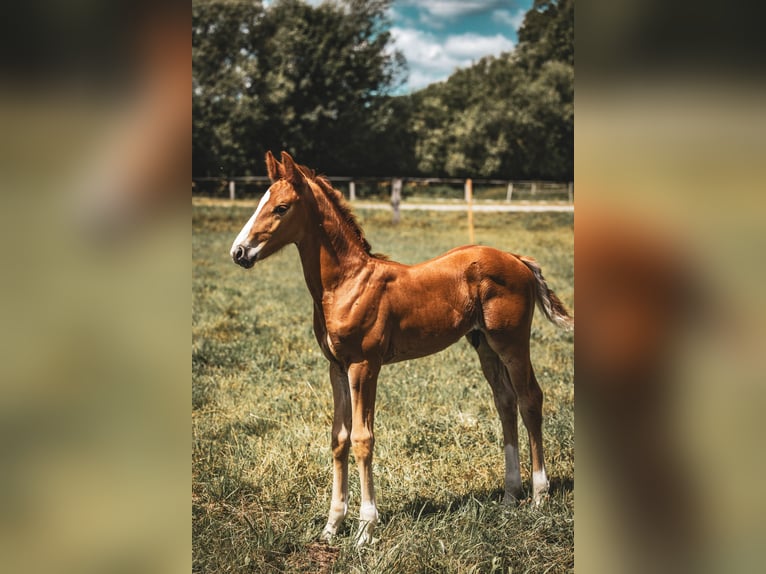 Oldenburg Stallion  17 hh Chestnut in Bad Grund