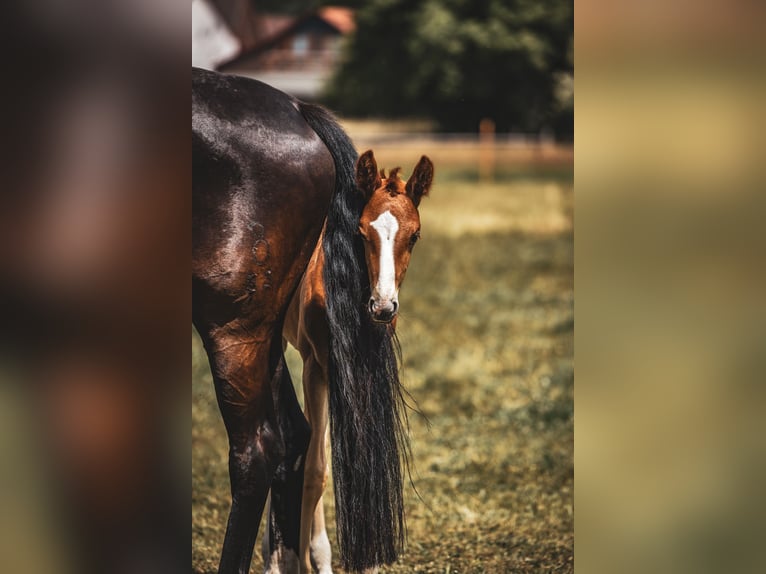 Oldenburg Stallion  17 hh Chestnut in Bad Grund