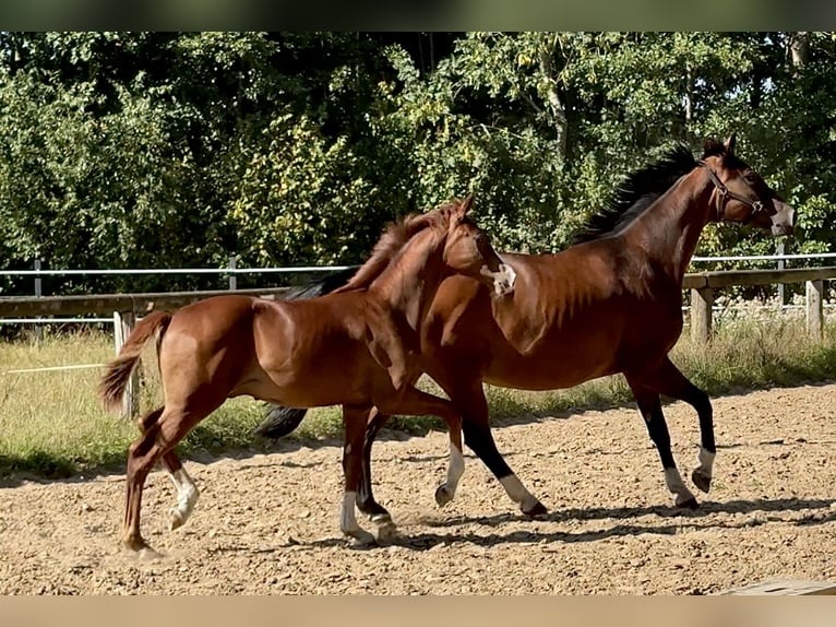 Oldenburg Stallion Foal (03/2025) 17 hh Chestnut in Vechta