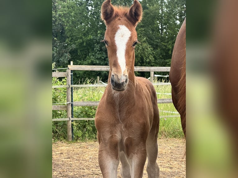 Oldenburg Stallion Foal (05/2026) 17 hh Chestnut-Red in Bornheim