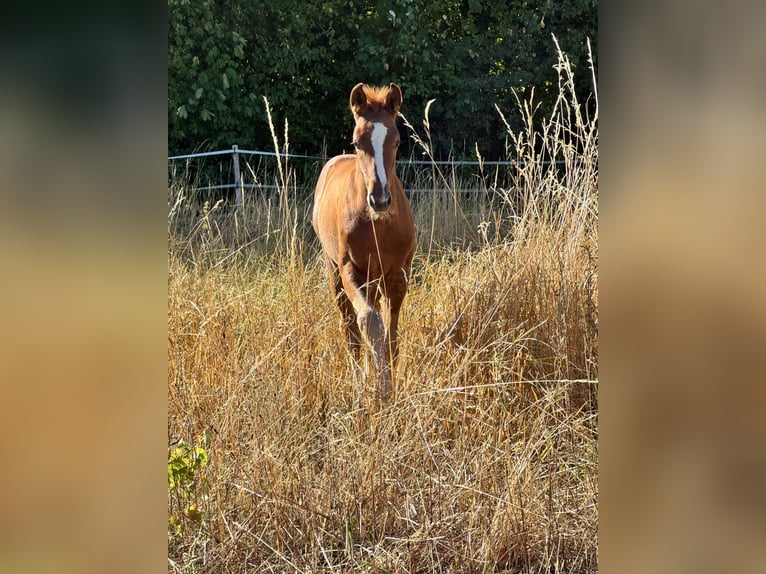 Oldenburg Stallion Foal (05/2026) 17 hh Chestnut-Red in Bornheim