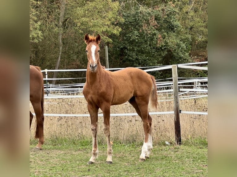 Oldenburg Stallion Foal (05/2026) 17 hh Chestnut-Red in Bornheim