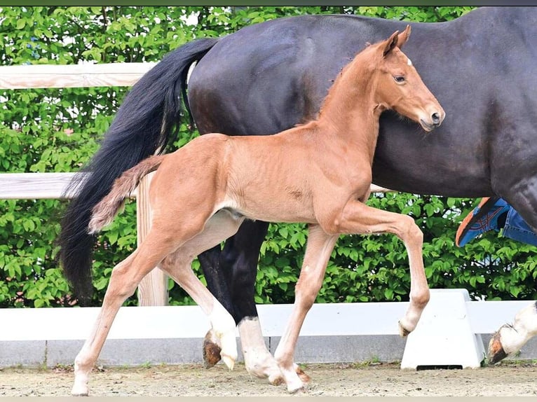 Oldenburg Stallion Foal (03/2026) 17 hh Chestnut-Red in Hetzerath