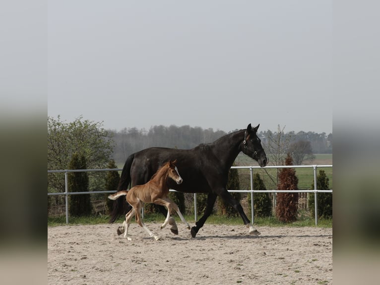 Oldenburg Stallion Foal (03/2024) 17 hh Chestnut-Red in Belgern
