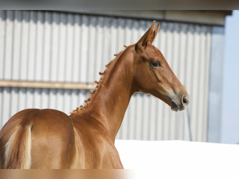 Oldenburg Stallion Foal (03/2024) 17 hh Chestnut-Red in Belgern