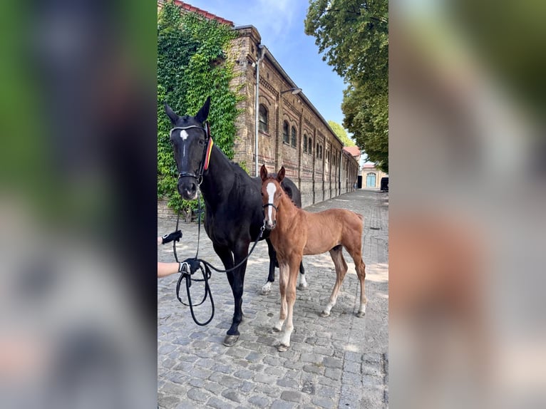 Oldenburg Stallion Foal (04/2025) 17 hh Chestnut-Red in Spenge