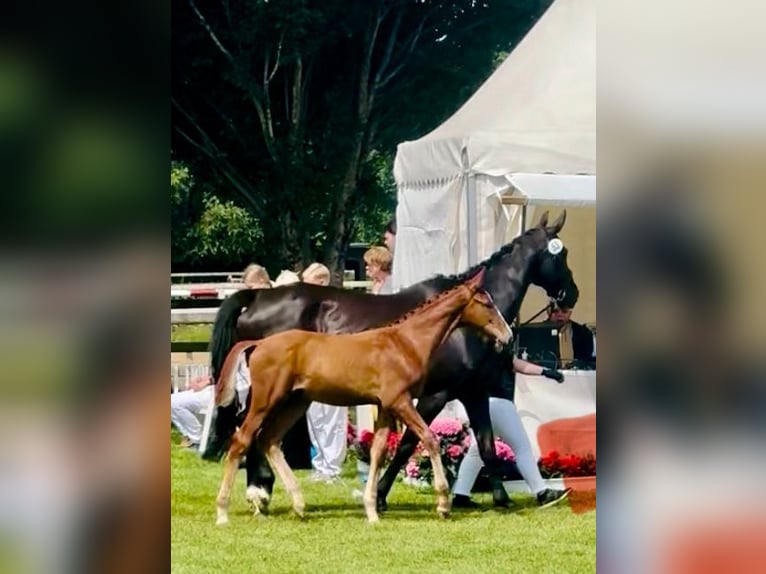 Oldenburg Stallion Foal (04/2025) 17 hh Chestnut-Red in Spenge